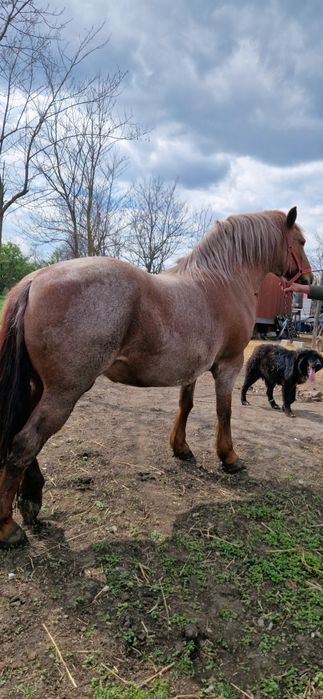 Vand iapa metis lipitan, mama semigreu-tatal linie Napoletano