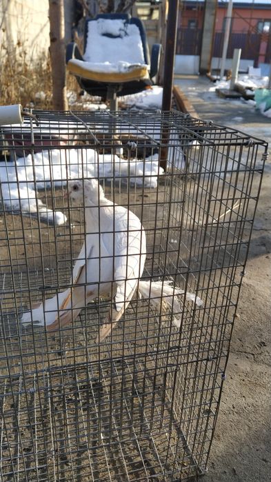 Жас Голубка молодая идет в пару