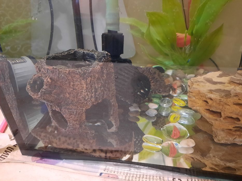 Аквариум в комплекте с тритонами.