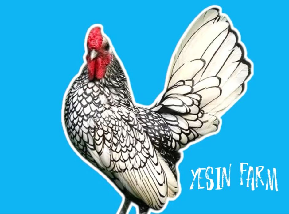 Породные куры инкубационные яйца под заказ для фермеров