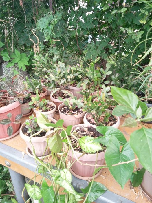 Продам домашние цветы