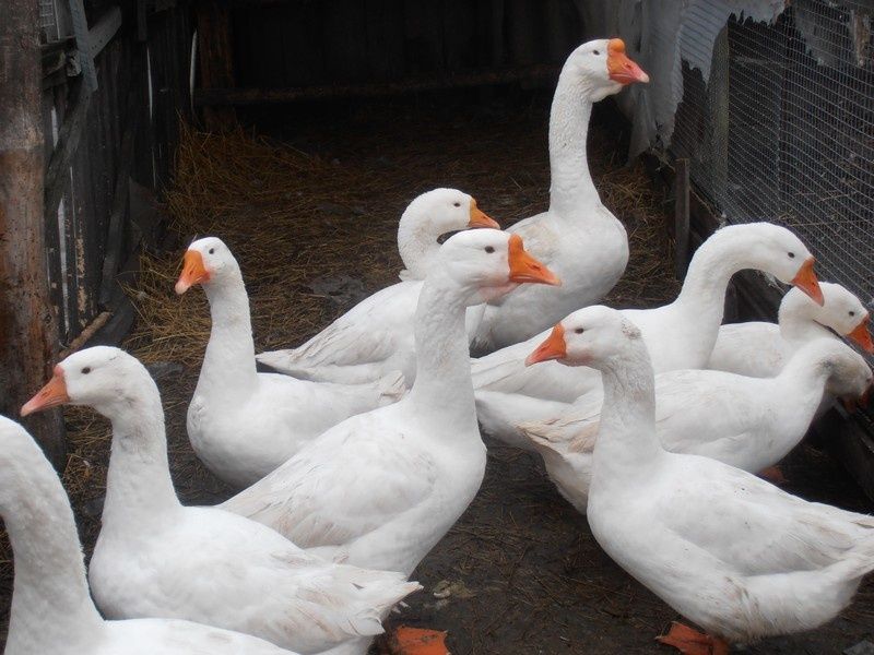 «Продам взрослых гусей — крупные, здоровые