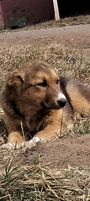 Девочка - красавица,умняшка,обояшка!!!