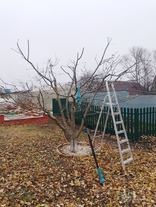Обрезка, стрижка, обработка лечения, Постоянный уход, Садовник Богбон