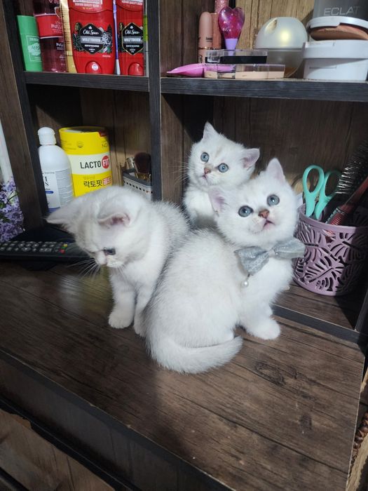 серебристый шиншилла