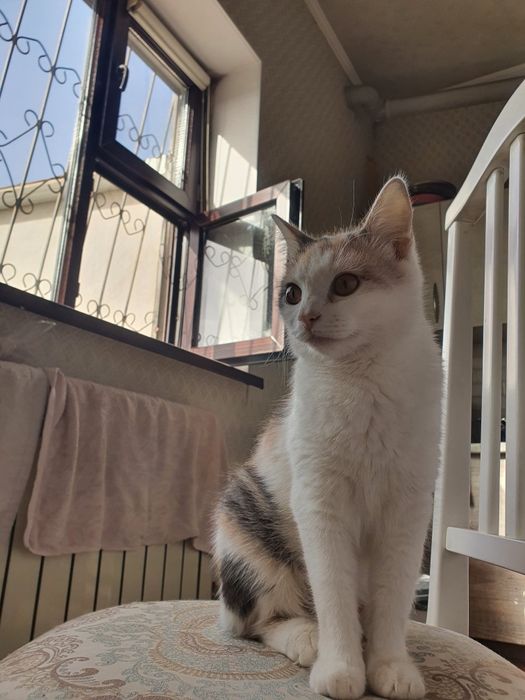 Котенки в добрые руки