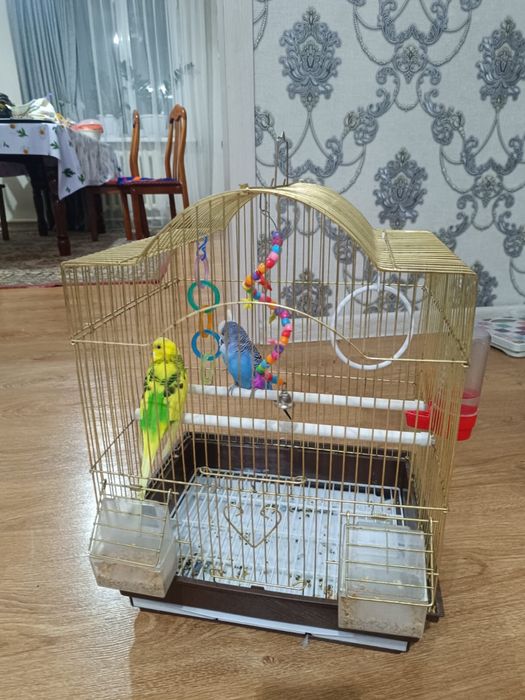 Срочно продам попугай вместе с клеткой