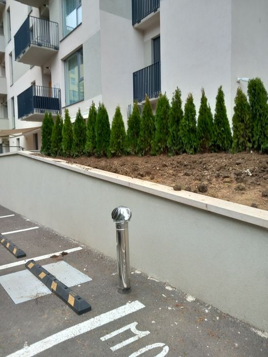 Plante ornamentale brazi normandieni arginti mesteacăn tei platani fra