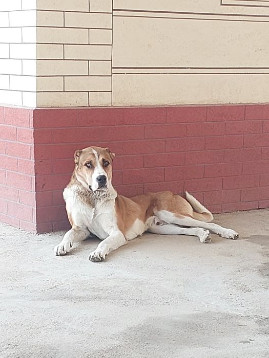 Продаётся Алабай мальчик 1 год 8 месяц  все отлично  Абай