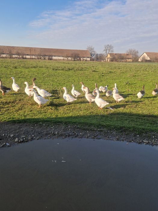 Vand 3 perechi de gâște