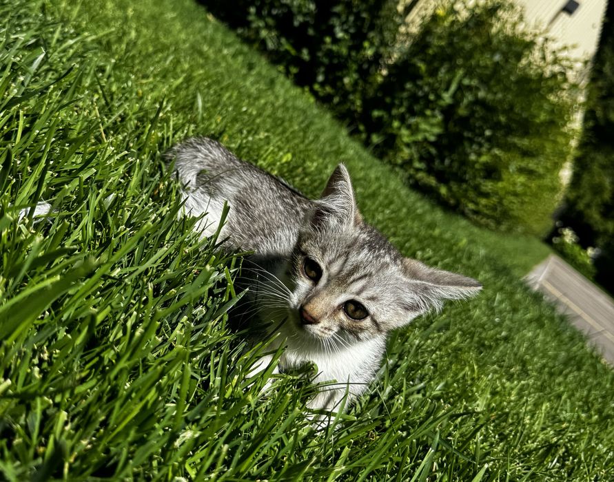 Красивые котята в добрые руки