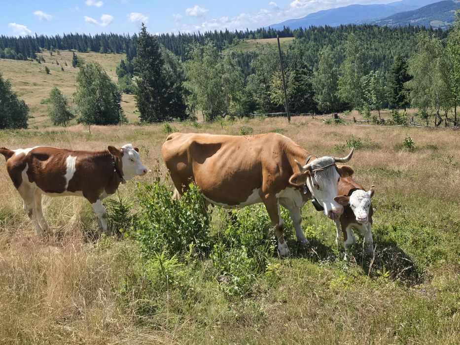 Vaca cu vitel si juninca
