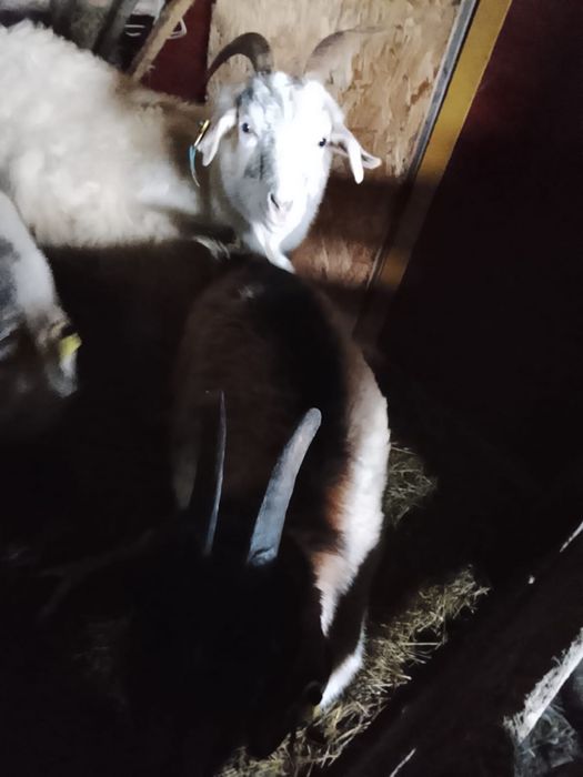 Продам козлов и козлят