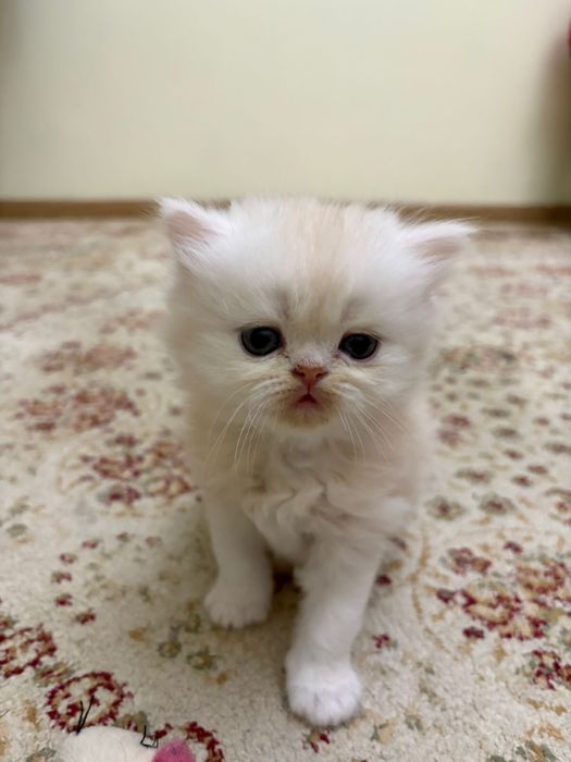 Продаю котенка британец