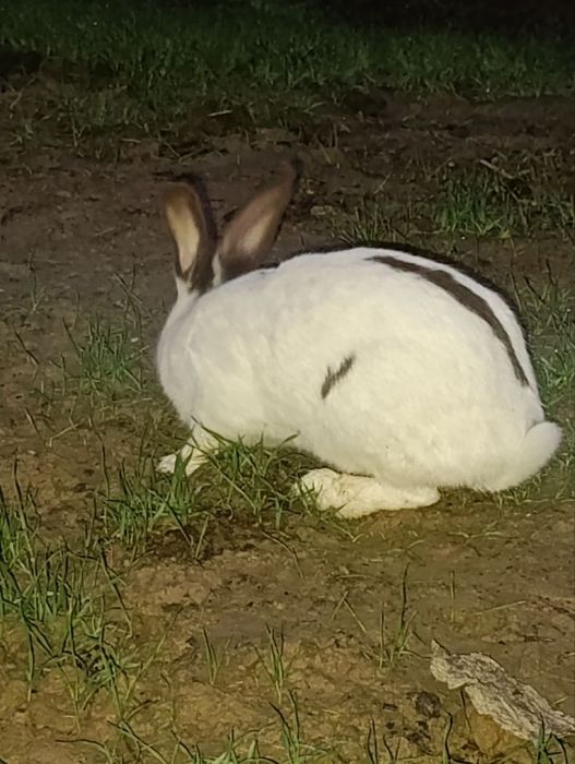 Babichka quyon sotiladi