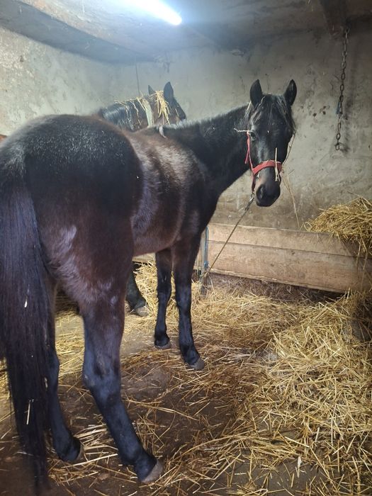 Mânză de 1an si 2luni