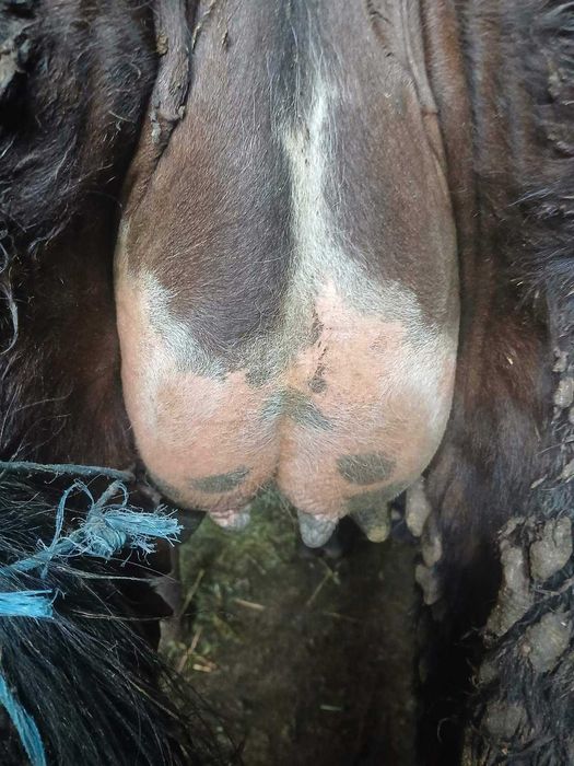 Продавам млада крава с мъжко теле