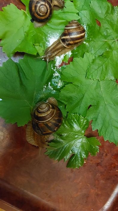 Продаётся улитки  разного  размера