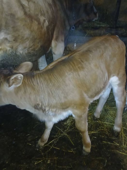 Vand un vitel si două vitele semi - intarcati.