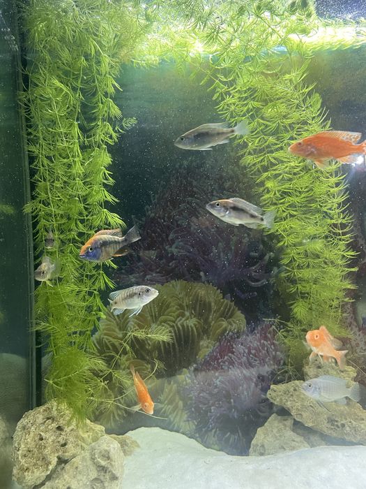 Роголистник || СУВ ЎТИ СОТИЛАДИ!