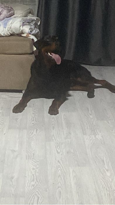 Доберман ищет невесту