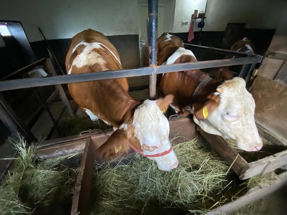 Juninci Bălțată Românească