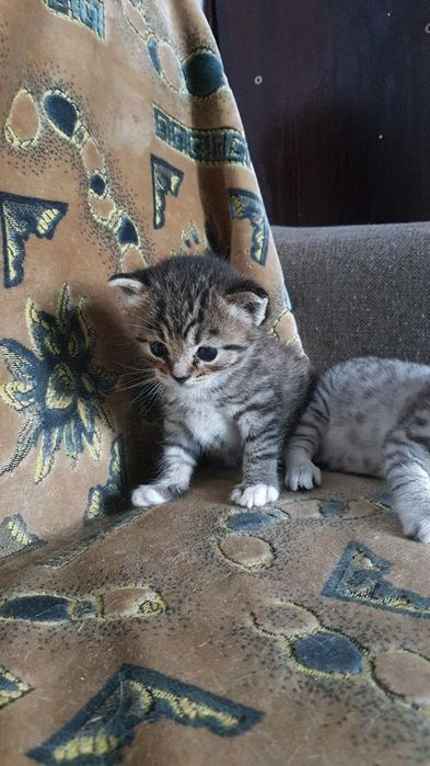 Продам котят очень красивые