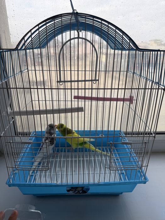 әдемі попугайлар