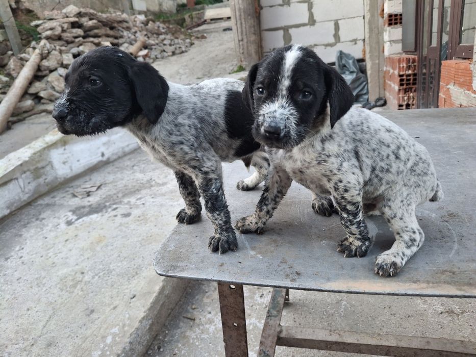 Дратхаар и Курцхаар