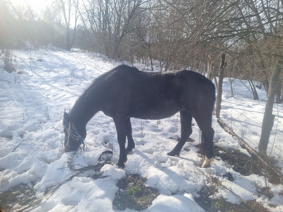 Vând iapa , 8000 de lei