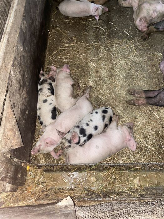 Chiroyli uy qurilishi jinsiy aloqa