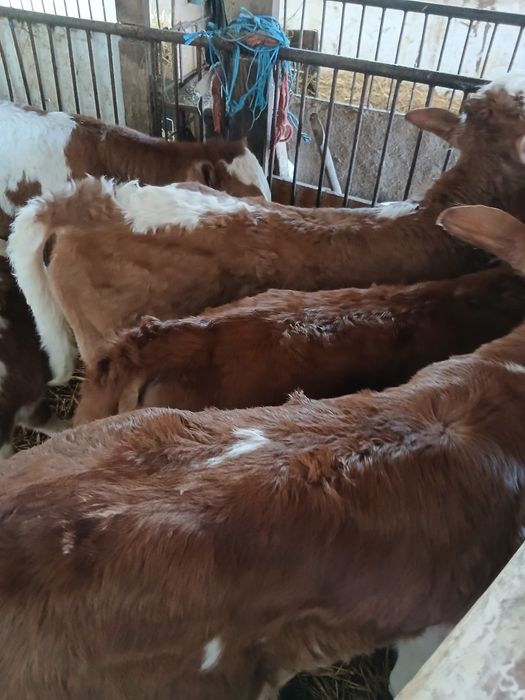 Vând taurasi si vitele preintarcati