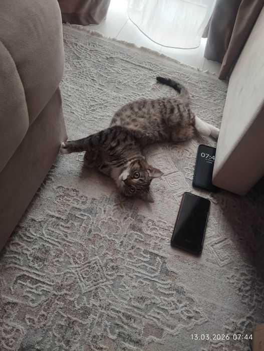 Отдадим в хорошие руки котенка