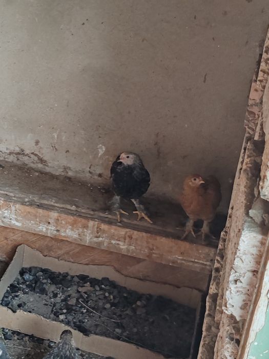 Балапан брама 3 айлық