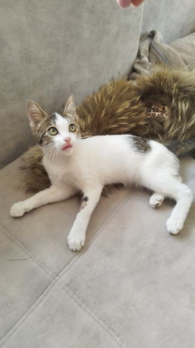 Отдам котика бесплатно в добрые руки