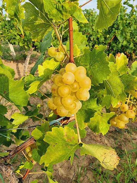 Struguri vin Otonel Cabernet Sauvignon Blanc Feteasca Regala Neagra Sarba Odobesti Merlot