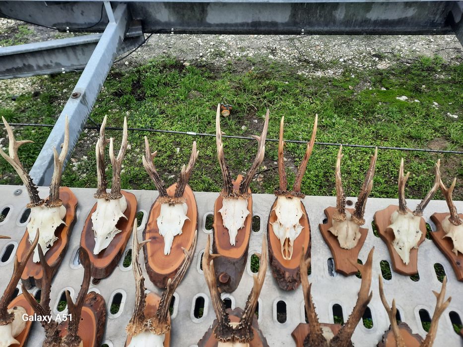 Еленски рога от сърндак.