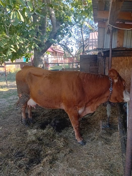 Vacă cu 2 viței  de vânzare