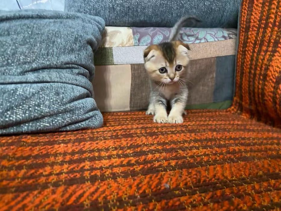 Котята шотланские
