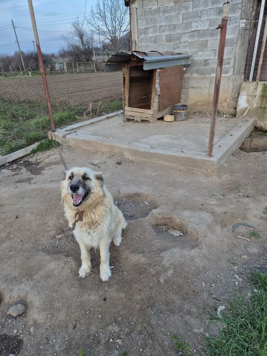 Подарявам куче, мелес с каракачанско