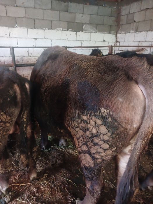 Продам быка.        Двух годовалый