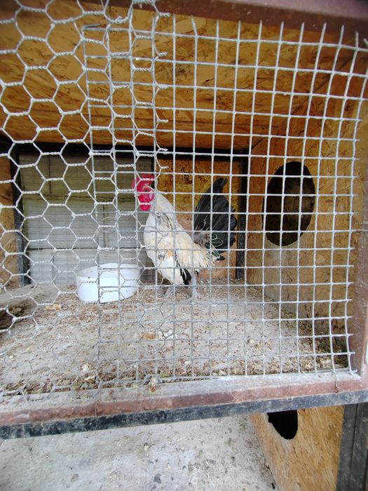 Карликовый петушок