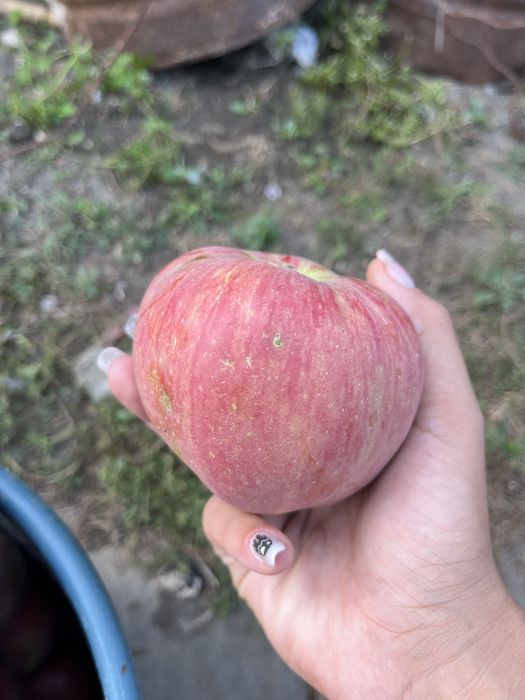 Mere botul iepurelui