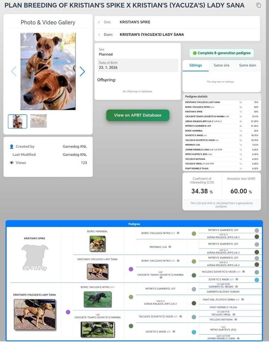 Питбулчета с елитно родословие