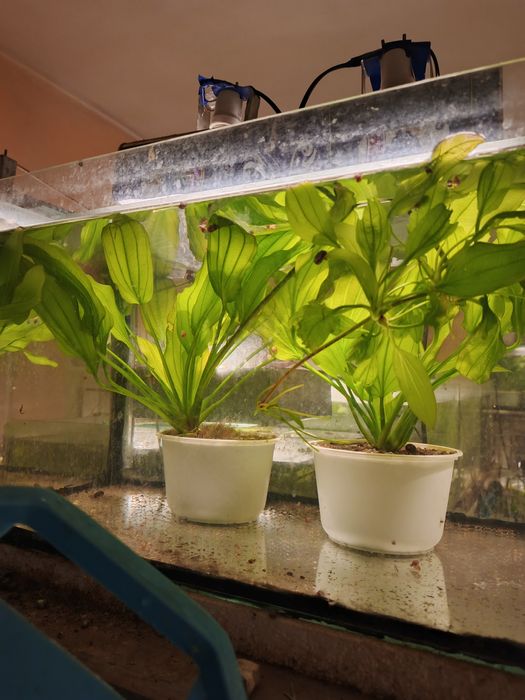 Аквариумные растения