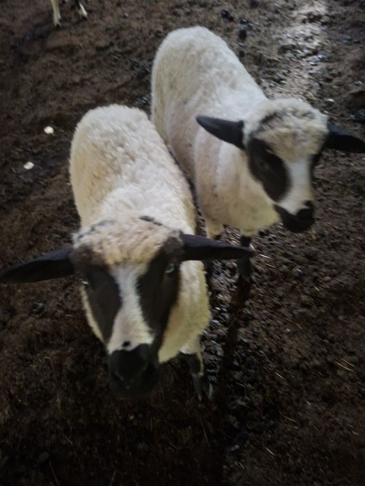 Oi disponibile 8 oi si  4 mieluțe