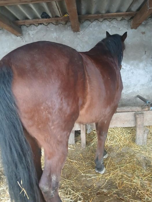 Vând cal căstrat foarte cuminte