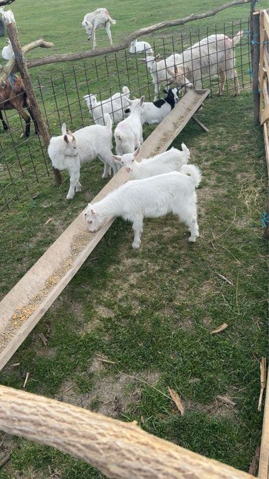 Vand ieduți pentru sacrificat de paște