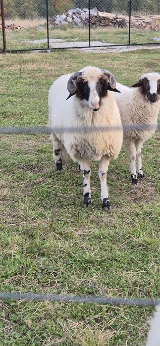 Vând berbecuț fătat din martie