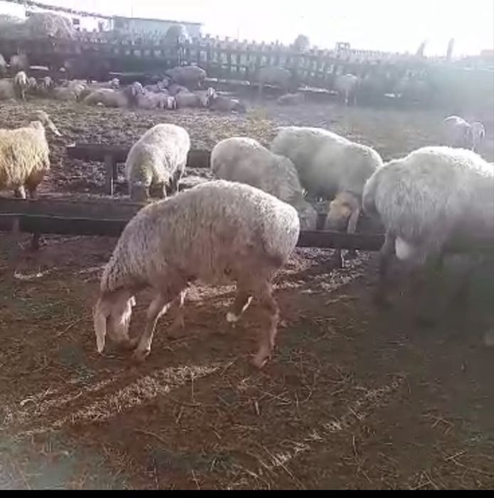 Токты Арашан еркек